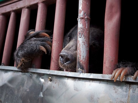 Saisie record de 350 bouteilles de bile d'ours au Vietnam