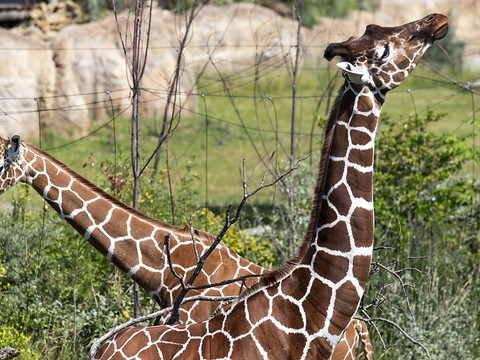 Un cousin de la girafe aimait bien les coups de tête