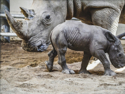 Rhinocéros blancs: un éleveur veut en relâcher une centaine par an