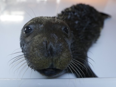 Une campagne pour défendre le phoque moine de Méditerranée