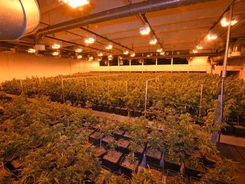 Saisie de 6800 plants de chanvre à Herisau
