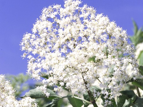 Le sureau noir fleurit en Suisse avec une semaine d'avance