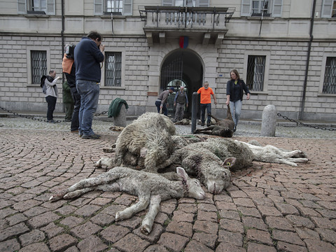 Le Tessin révoque son autorisation de tirer le loup
