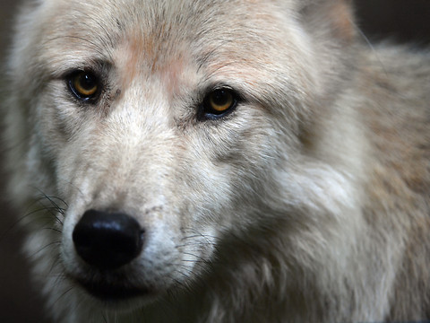 Un loup tué sur l'autoroute dans l'Oberland bernois
