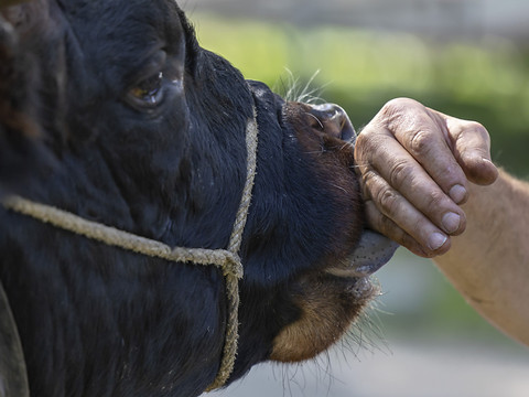 Parrainer une vache d'Hérens et soutenir l'agriculture de montagne