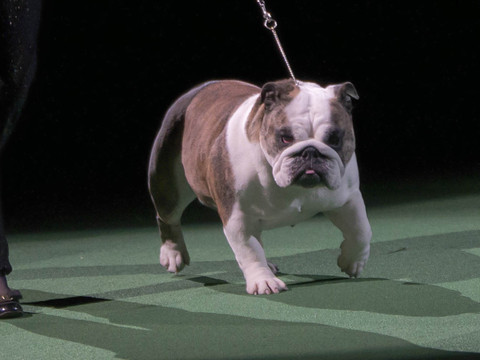 Le bulldog anglais souffre de la gueule qui fait son succès