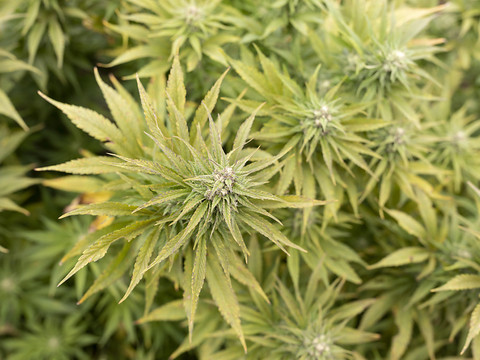 Le marché actuel du cannabis en Suisse jugé 