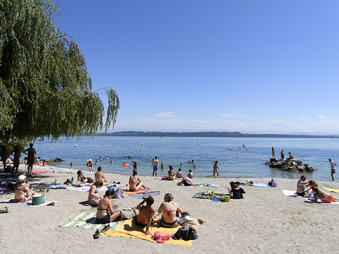 Cyanobactéries: appel à la prudence pour les chiens