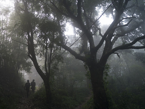 Découverte de fossiles d'une forêt de 290 millions d'années