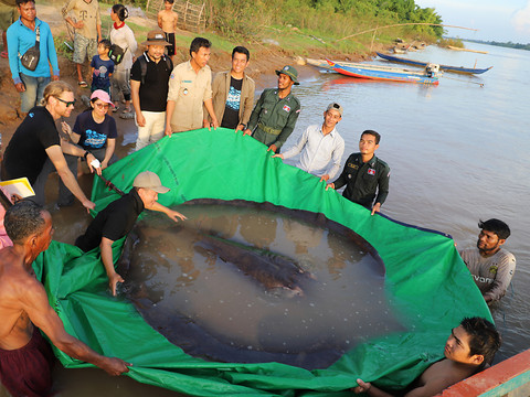Capture du plus gros poisson d'eau douce jamais enregistré