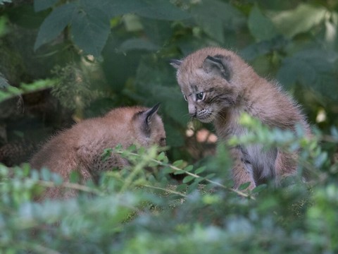 Trois lynx boréaux sont nés au zoo de Servion (VD)