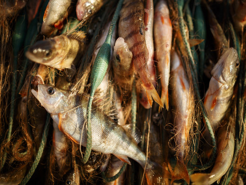 De nombreux poissons morts observés sur les rives du Léman