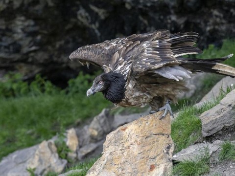 Femelle gypaète soignée et relâchée dans la nature
