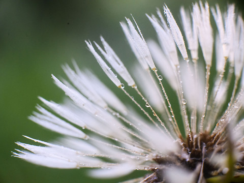 Des averses bienvenues pour la nature