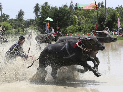 Une course de buffles thaïlandaise pour préserver les traditions