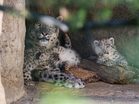Trois bébés léopards des neiges sont nés au zoo de Bâle