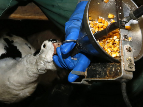 Deux initiatives pour arrêter d'importer foie gras et fourrure