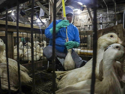 Importation de foie gras et fourrures: mettre fin à 
