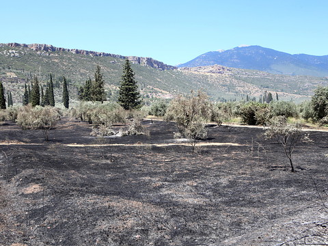 Un feu de forêt menace une grande oliveraie dans le centre du pays