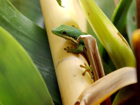 Le lézard gecko colle au mur à l'aide d'une couche de gras