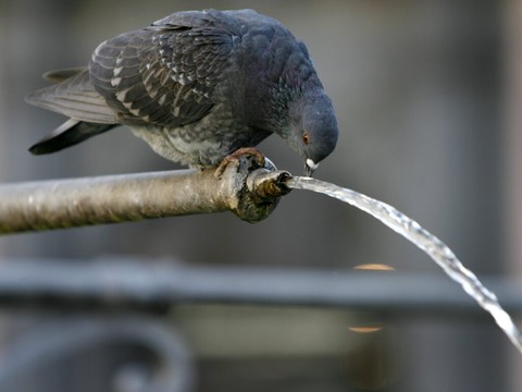 Prolifération des pigeons à Delémont: un drone pour les gérer