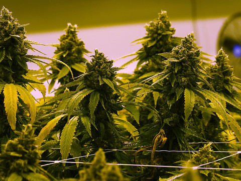 La police saisit six tonnes de cannabis, un record selon elle