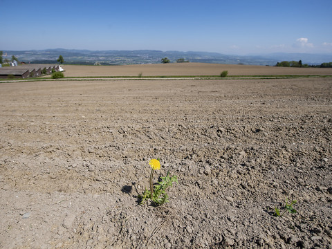 Juin 2022, le 3e mois de juin le plus chaud dans le monde