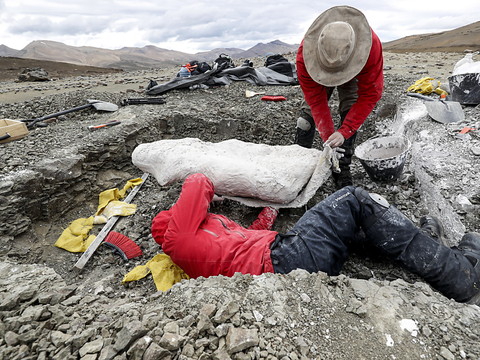 Grosse tête et petits bras: nouveau dinosaure trouvé en Patagonie
