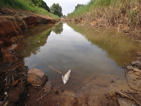 Cinquantaine de truites mortes dans le Seyon