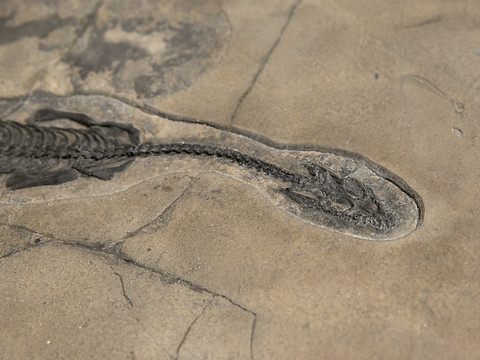 Nouvelle espèce de saurien marin fossile trouvée dans les Grisons
