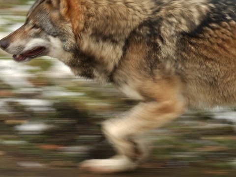 Le Valais veut tirer plus de loups, la Confédération refuse