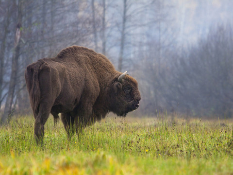 Des bisons européens réintroduits en Angleterre