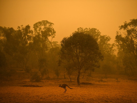 La faune et la flore plus que jamais menacées en Australie