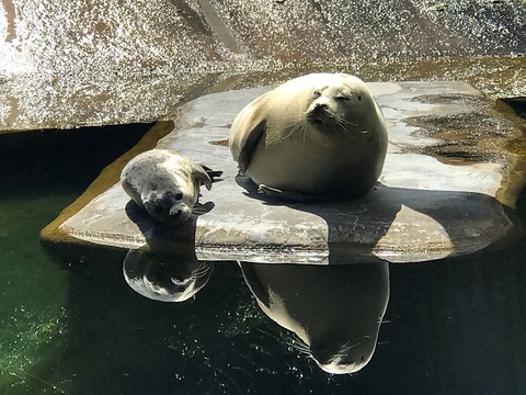 Naissance d'un phoque au parc animalier de Berne