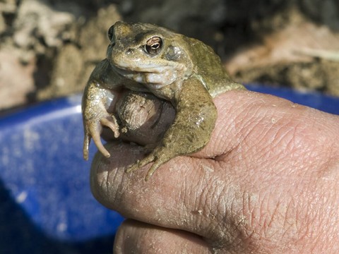 Asséché, un lac en Valais a été réalimenté, une première