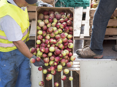Récolte de pommes et de poires plus précoce que d'habitude