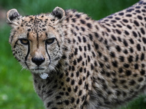 L'Inde va réintroduire le guépard, avec des animaux venus d'Afrique