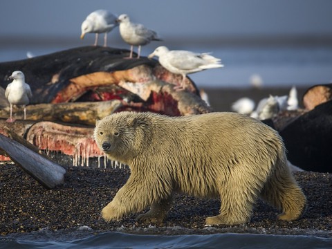 Déchets alimentaires humains, 