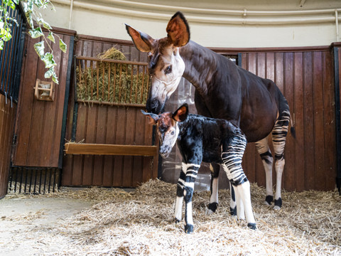 Naissance d'un okapi au zoo de Bâle
