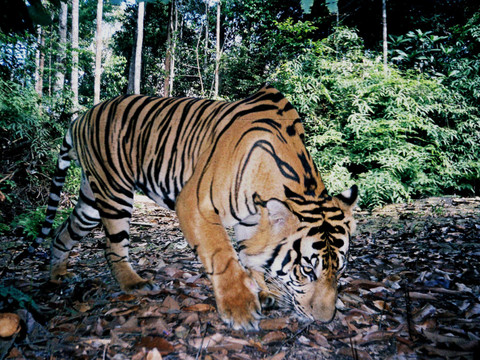 Les tigres sauvages sont 40% plus nombreux qu'estimé
