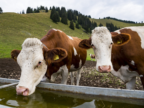 Approvisionnement en eau pour les alpages du Jura vaudois