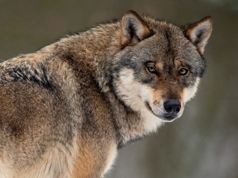 Les Grisons autorisés à tirer deux loups de la meute de Beverin