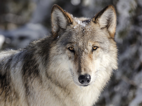 Un promeneur suivi par un loup dans les Grisons
