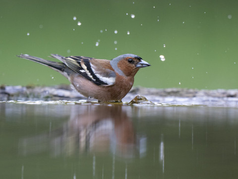 Les oiseaux bien adaptés face à la canicule mais on peut les aider
