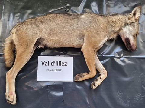 Un loup abattu en Valais par les garde-faune