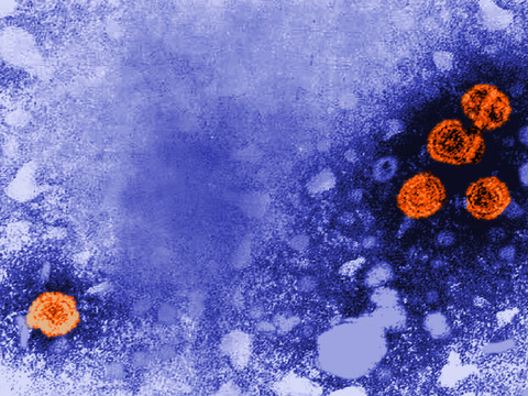 Mystérieuses hépatites chez des enfants: coronavirus écarté