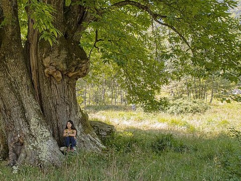 Les châtaigniers géants bien entretenus vivent plus longtemps