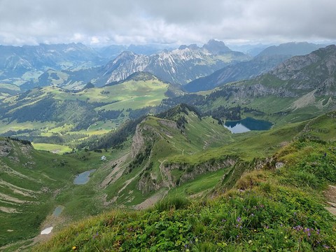 Alpes vaudoises: le canton ordonne le tir d'un loup solitaire