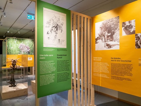 Hannetons à l'honneur du Musée d'histoire naturelle de Fribourg