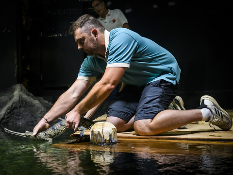 Des gavials du Gange en première suisse à Aquatis